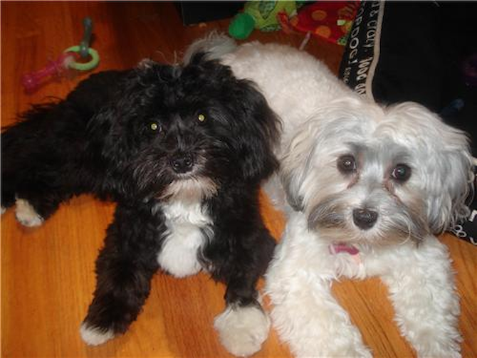 Sundae and Nihta - Havanese Puppy For Sale Premier Pups Sundae and Nihta - Havanese Puppy For Sale Premier Pups