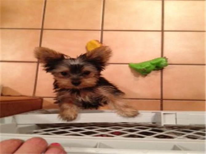 Jaxson - Yorkshire Terrier Puppy For Sale Premier Pups Jaxson - Yorkshire Terrier Puppy For Sale Premier Pups