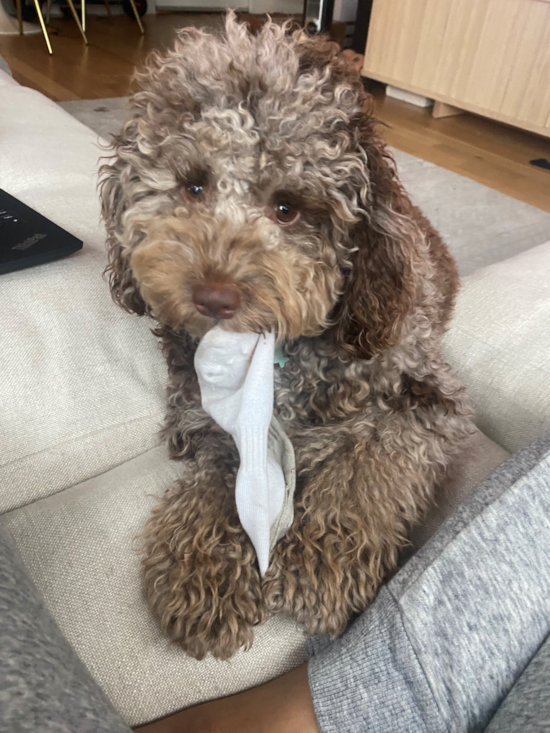 Funny Cockapoo Poodle Mix Pup