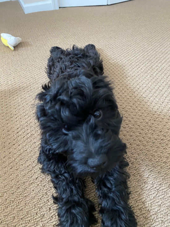 Friendly Cockapoo Pup in Dartmouth MA