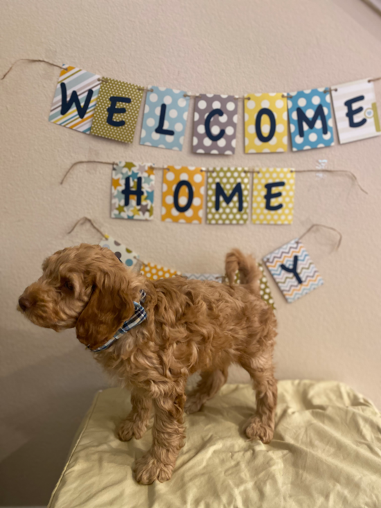 RANCHO SANTA MARGARITA Cockapoo Pup