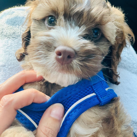 College Park Cockapoo Pup