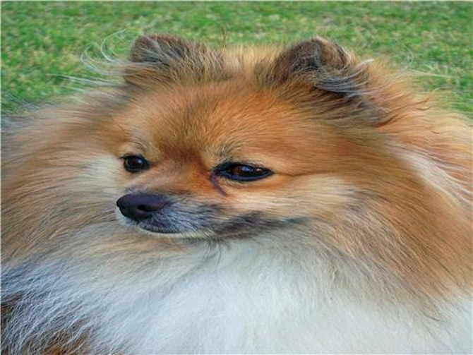 Hoover - Pomeranian Puppy For Sale Premier Pups Hoover - Pomeranian Puppy For Sale Premier Pups