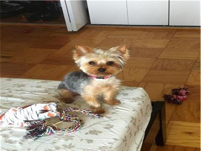 Chu-Chi (BELLA) - Yorkshire Terrier Puppy For Sale Premier Pups Chu-Chi (BELLA) - Yorkshire Terrier Puppy For Sale Premier Pups