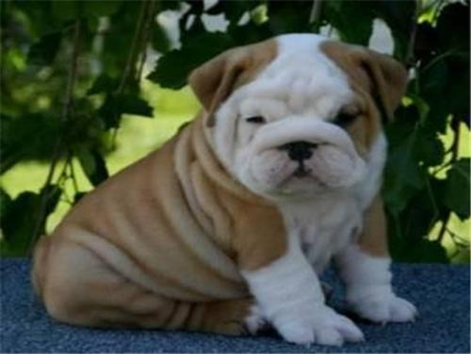 billy and katy - English Bulldog Puppy For Sale Premier Pups billy and katy - English Bulldog Puppy For Sale Premier Pups