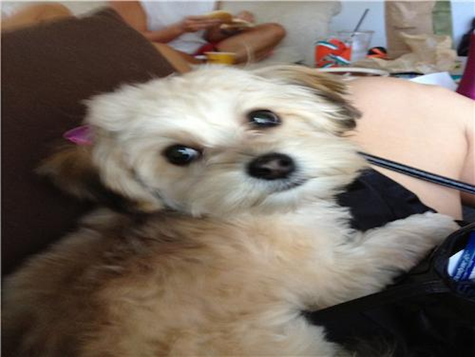Tikka - Morkie Puppy For Sale Premier Pups Tikka - Morkie Puppy For Sale Premier Pups