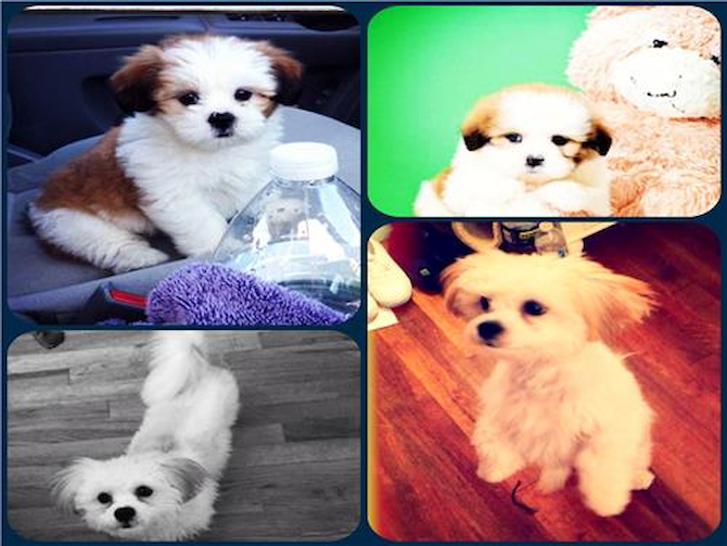 HARVEY (formally Michael) - Teddy Bear Puppy For Sale Premier Pups HARVEY (formally Michael) - Teddy Bear Puppy For Sale Premier Pups