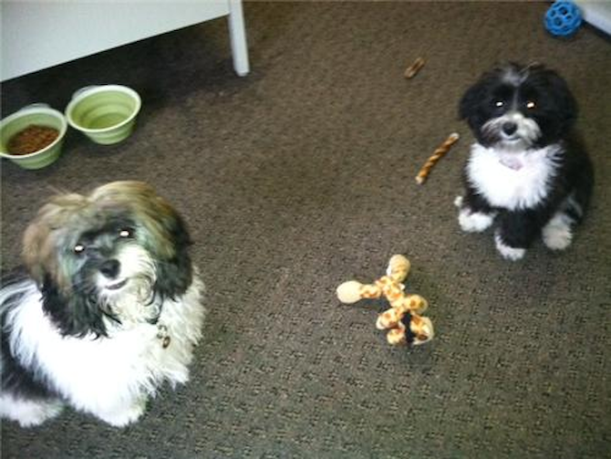Daisy and Layla - Friends from Afordable Pups - Havanese Puppy For Sale Premier Pups Daisy and Layla - Friends from Afordable Pups - Havanese Puppy For Sale Premier Pups