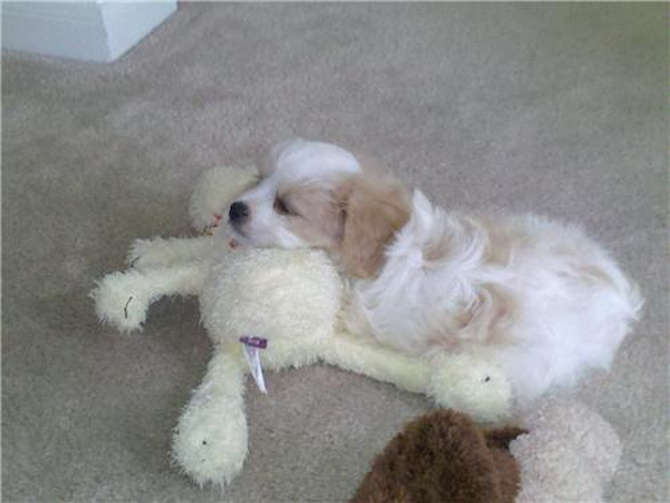 Gunner - Cavachon Puppy For Sale Premier Pups Gunner - Cavachon Puppy For Sale Premier Pups