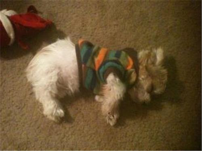 Ziggy adopted 12/11 - Parti Morkie Puppy For Sale Premier Pups Ziggy adopted 12/11 - Parti Morkie Puppy For Sale Premier Pups