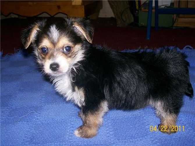 Wolfie (formerly Sasha) - Morkie Puppy For Sale Premier Pups Wolfie (formerly Sasha) - Morkie Puppy For Sale Premier Pups