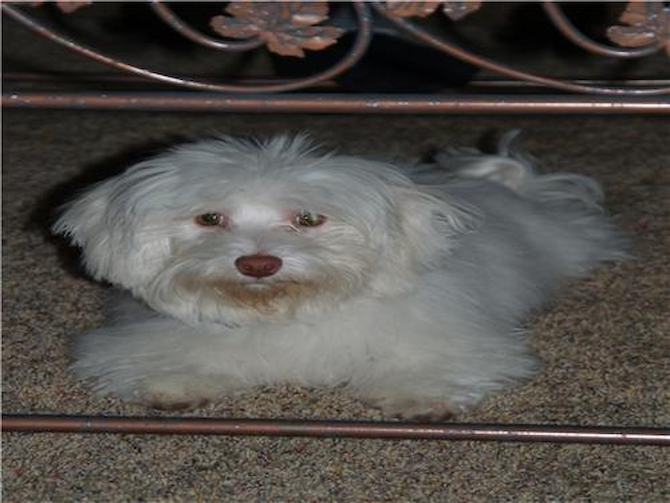 Boo - Maltipoo Puppy For Sale Premier Pups Boo - Maltipoo Puppy For Sale Premier Pups