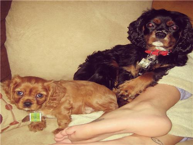 Norman and Pierre (formerly PeeWee and Charles) - Cavalier King Charles Spaniel Puppy For Sale Premier Pups Norman and Pierre (formerly PeeWee and Charles) - Cavalier King Charles Spaniel Puppy For Sale Premier Pups