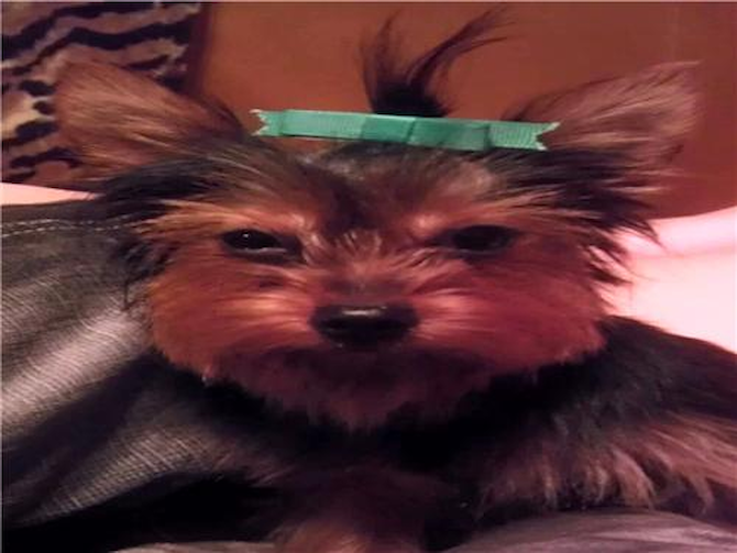 Bella - Yorkshire Terrier Puppy For Sale Premier Pups Bella - Yorkshire Terrier Puppy For Sale Premier Pups