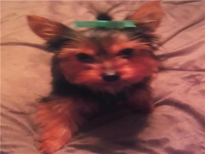 Bella - Yorkshire Terrier Puppy For Sale Premier Pups Bella - Yorkshire Terrier Puppy For Sale Premier Pups