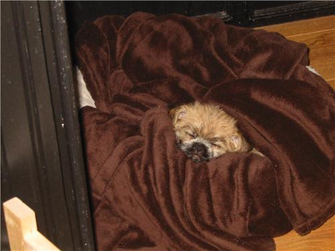 Teddy - Morkie Puppy For Sale Premier Pups Teddy - Morkie Puppy For Sale Premier Pups