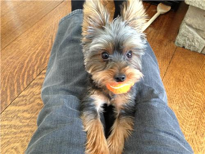 Lily Belle - Yorkshire Terrier Puppy For Sale Premier Pups Lily Belle - Yorkshire Terrier Puppy For Sale Premier Pups