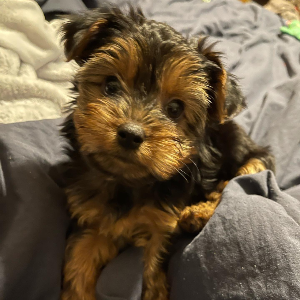 Happy Yorkshire Terrier Pup in Zanesville OH