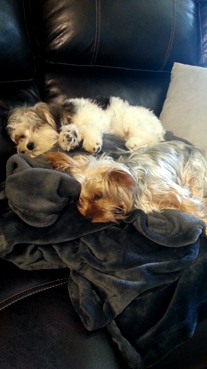 Tucker - Parti Morkie Puppy For Sale Premier Pups Tucker - Parti Morkie Puppy For Sale Premier Pups