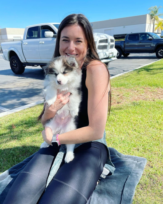 Sweet Pomsky Pup