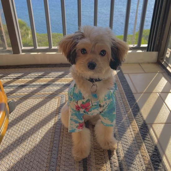 Friendly Mini Aussiedoodle Pup