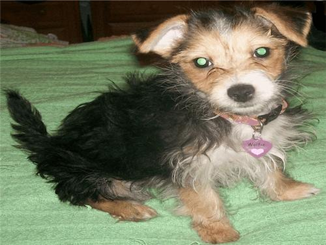 Wolfie almost 4 months - Morkie Puppy For Sale Premier Pups Wolfie almost 4 months - Morkie Puppy For Sale Premier Pups