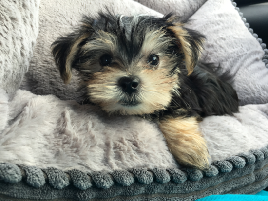 Morkie