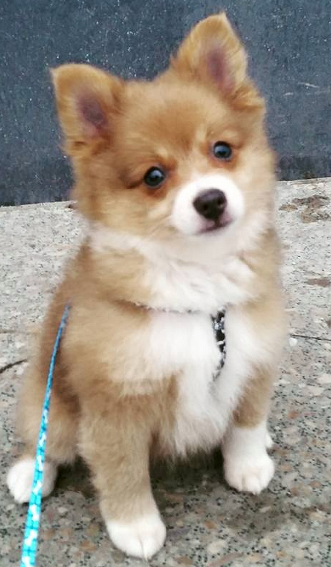Eggy - Pomeranian Puppy For Sale Premier Pups Eggy - Pomeranian Puppy For Sale Premier Pups