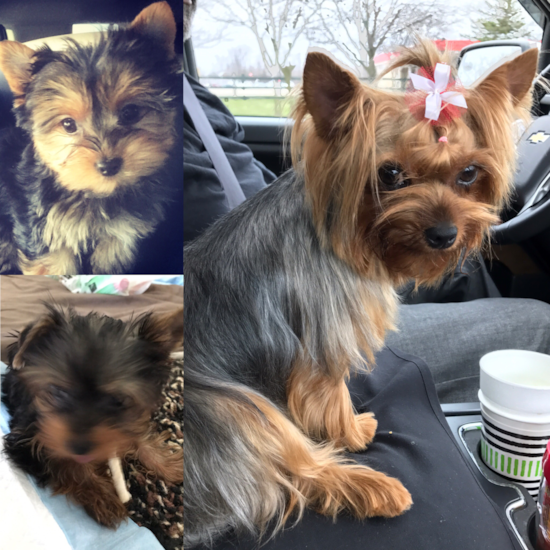 Sweet Yorkshire Terrier Pup in Columbus OH
