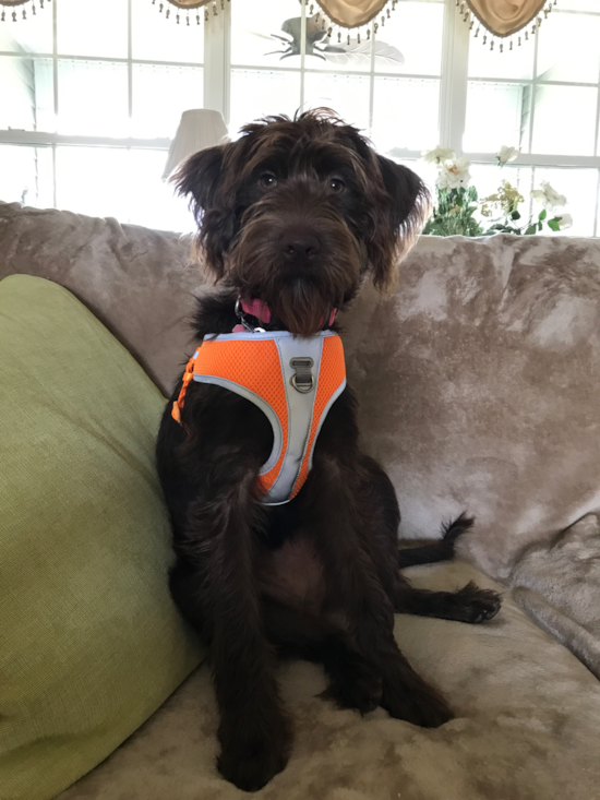 Sweet Mini Labradoodle Pup in Mint Hill NC