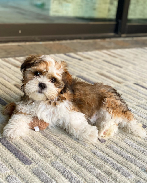 Adorable Shih Tzu Pup in Lake Forest CA