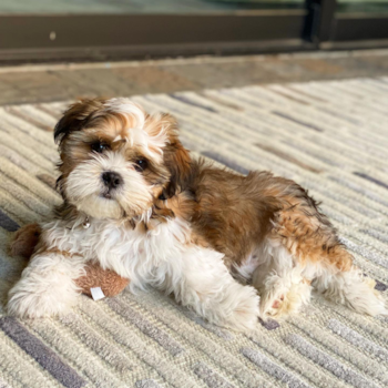 Hershey, a Shih Tzu puppy from Lake Forest CA
