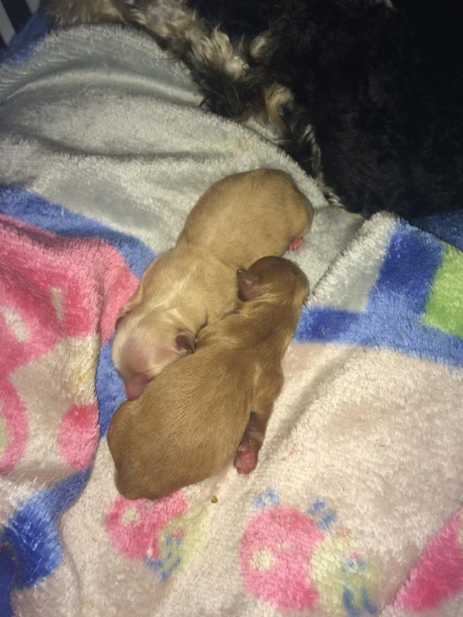 penny n blondie 2 girls 7/19/16 new babys - Yorkie Poo Puppy For Sale Premier Pups penny n blondie 2 girls 7/19/16 new babys - Yorkie Poo Puppy For Sale Premier Pups