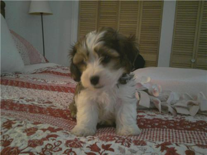 Fleury - Cavachon Puppy For Sale Premier Pups Fleury - Cavachon Puppy For Sale Premier Pups