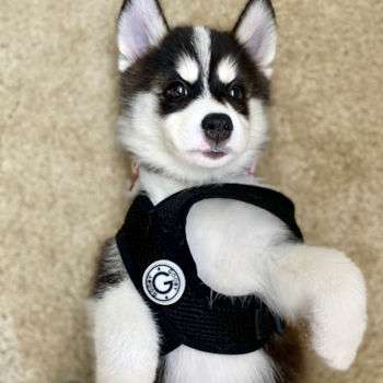 Remi (formerly Alyssa), a Pomsky puppy from Carmel, IN Remi (formerly Alyssa), a Pomsky puppy from Carmel, IN