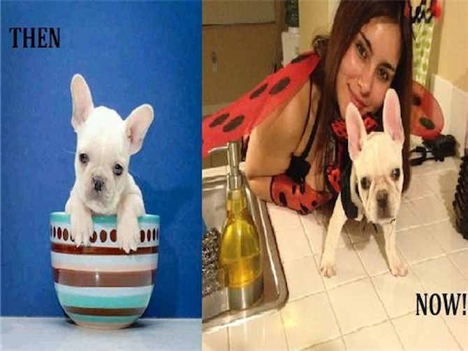Roxy (Mona Lisa) - French Bulldog Puppy For Sale Premier Pups Roxy (Mona Lisa) - French Bulldog Puppy For Sale Premier Pups