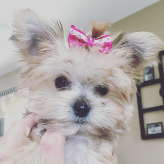 Popular Morkie Designer Pup