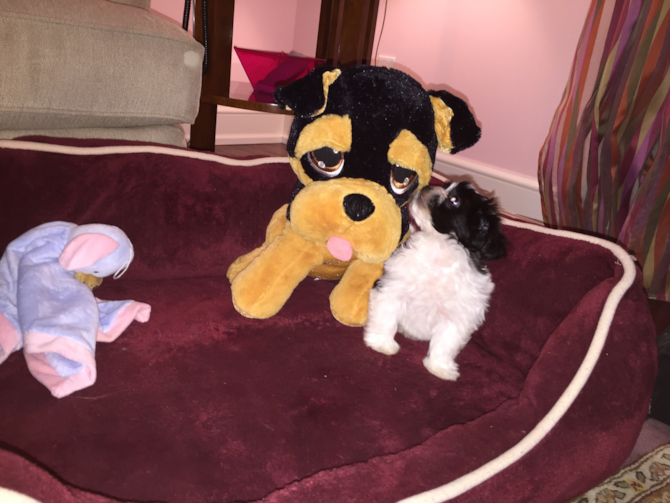 Oreo - Teddy Bear Puppy For Sale Premier Pups Oreo - Teddy Bear Puppy For Sale Premier Pups