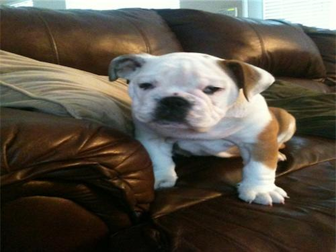 (tj) now Tank - Bulldog Puppy For Sale Premier Pups (tj) now Tank - Bulldog Puppy For Sale Premier Pups