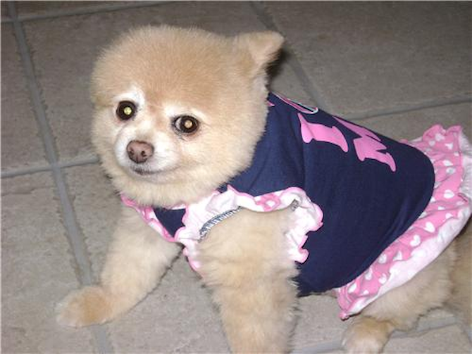 Prissy - Pomeranian Puppy For Sale Premier Pups Prissy - Pomeranian Puppy For Sale Premier Pups