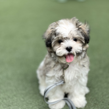 Valerie, a Teddy Bear puppy from San Diego, CA Valerie, a Teddy Bear puppy from San Diego, CA