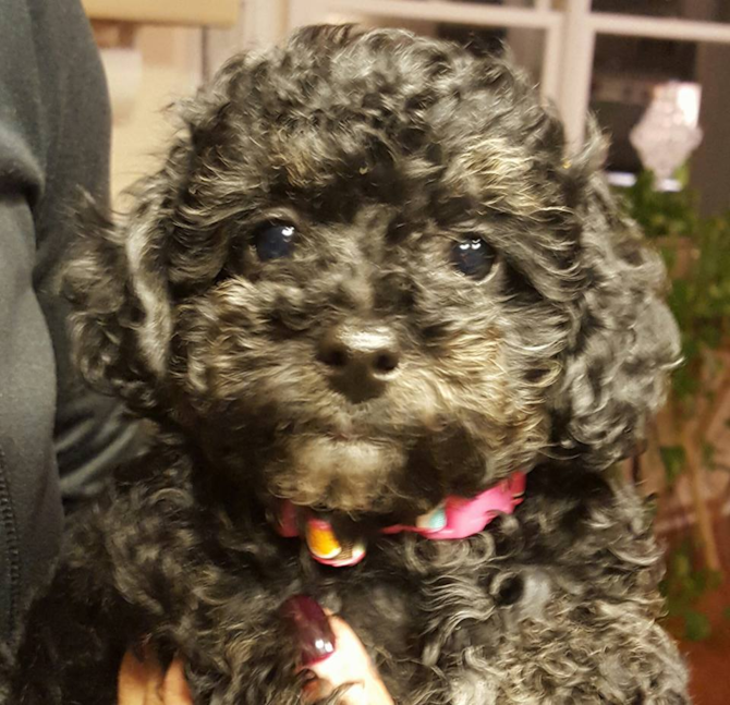Raina - Yorkie Poo Puppy For Sale Premier Pups Raina - Yorkie Poo Puppy For Sale Premier Pups