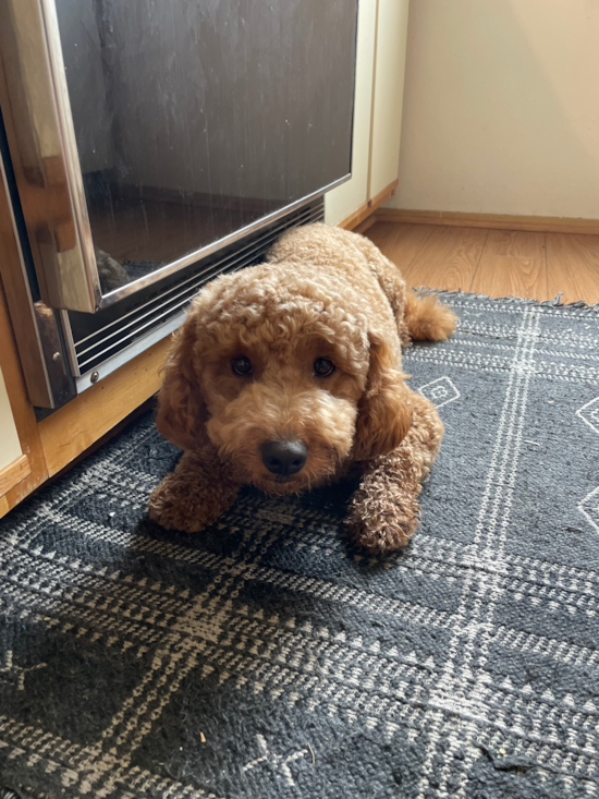 Mini Goldendoodle