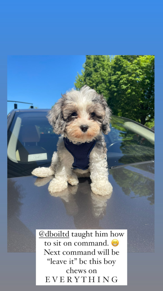 Happy Cavapoo Pup