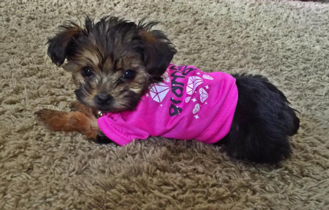 Sofia - Yorkie Poo Puppy For Sale Premier Pups Sofia - Yorkie Poo Puppy For Sale Premier Pups