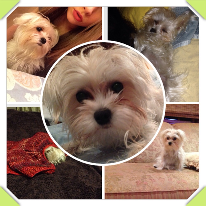 Bailey (Amy) - Morkie Puppy For Sale Premier Pups Bailey (Amy) - Morkie Puppy For Sale Premier Pups