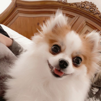 Koko (Amy), a Pomeranian puppy from Indiana Koko (Amy), a Pomeranian puppy from Indiana
