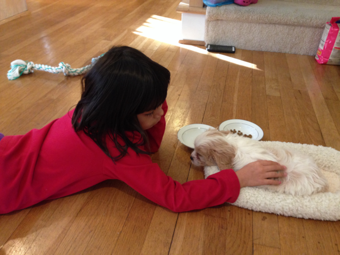 Charlie - Cavachon Puppy For Sale Premier Pups Charlie - Cavachon Puppy For Sale Premier Pups
