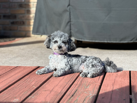 Happy Maltipoo Pup