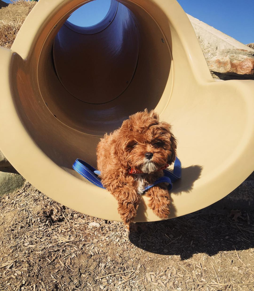 Happy Cavapoo Pup in Albuquerque NM